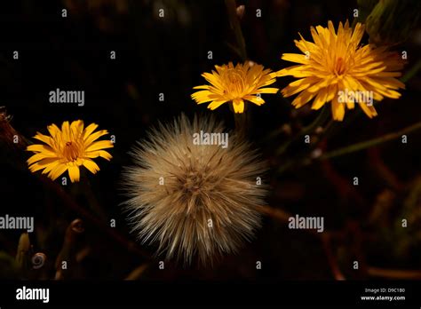 flores amarillas, margaritas, yellow flowers, daisies Stock Photo - Alamy