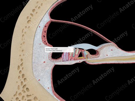 Inner Hair Cell | Complete Anatomy