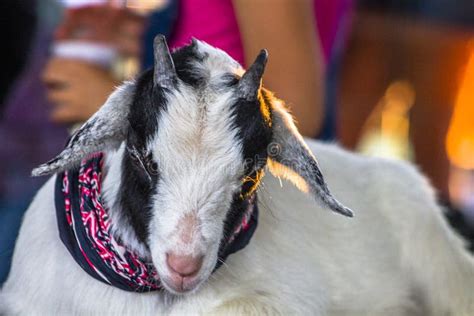 Tired Goat Stock Photo Image Of Farm Wood Fence Animal 2844804