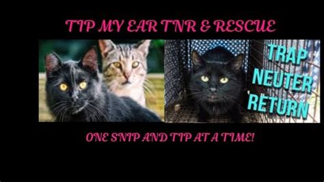 Fundraiser By Ruth Pennington Tip My Ear Tnr And Rescue