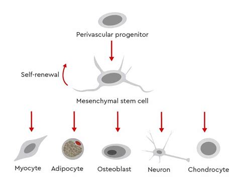 How Do Mesenchymal Stem Cells Work Promocell