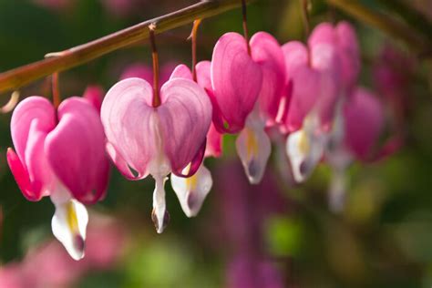 Bleeding Heart Flower Meaning - Flower Meaning