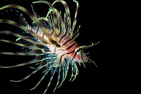 766218 4k Fish Pterois Lionfish Rare Gallery Hd Wallpapers