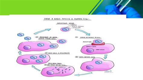 Organization Of Viral Genomepptx Prepared Ppt Free Download