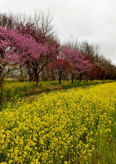 桜並木と菜の花ロード 610 にゃんこ先生 トラ男の成長記録と夫婦の備忘録