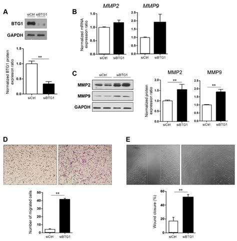 Role Of B Cell Translocation Gene In The Pathogenesis Of