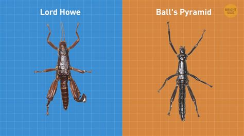 Why Are Insects in Australia So Big? / Bright Side