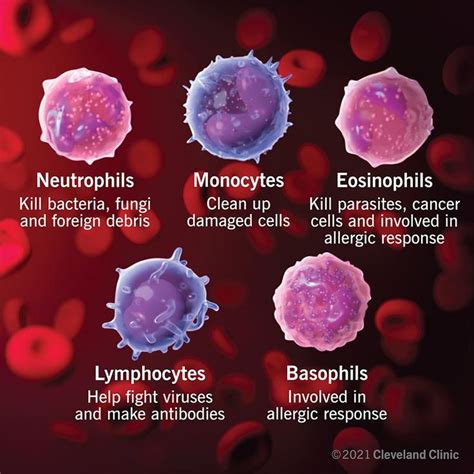 White Blood Cells: What Are They, Normal Ranges, Role & Function | Blood cells, Low white blood ...