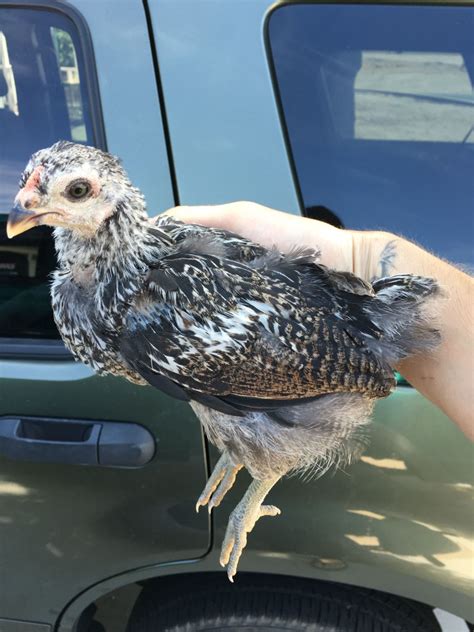 Possible Easter Egger Cockerel 6 Weeks BackYard Chickens Learn How