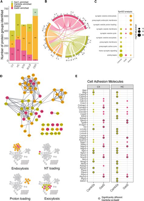 The Proteomic Landscape Of Synaptic Diversity Across Brain Regions And