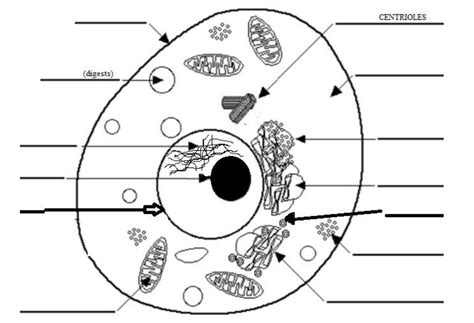 Animal Cell Diagram Diagram Quizlet