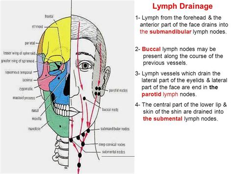 Forehead Swollen Lymph Nodes