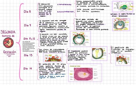 Segunda Semana De Gestación Aadi uDocz