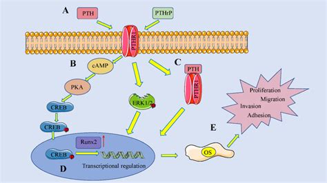 The Effect Of Parathyroid Hormone PTH PTHrelated Peptide