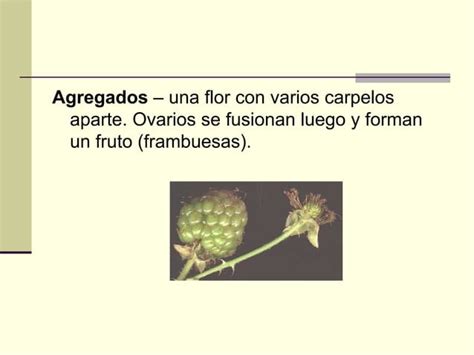 Reproducción y anatomía vegetal generalidades ppt