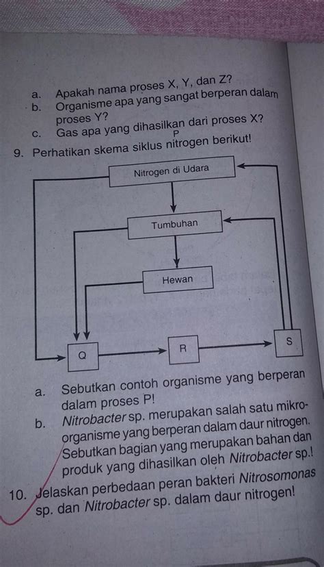 Skema Daur Nitrogen Siklus Nitrogen Dampak Daur Nitrogen Terhadap