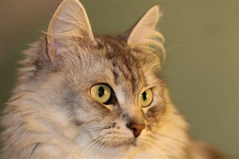 10 Gray Cat Breeds Every Pet Parent Should Know | PetSafe®