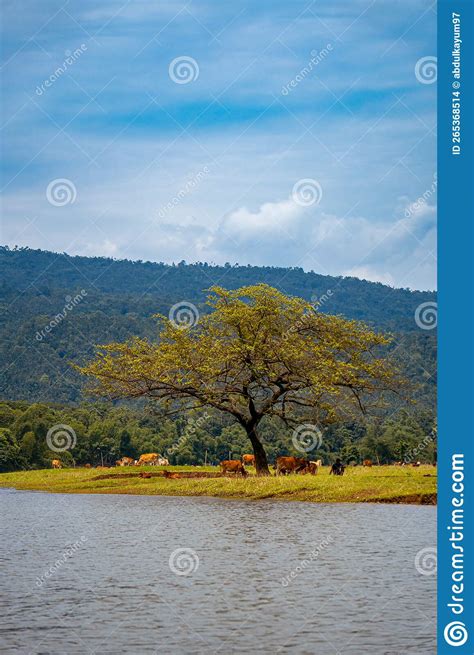 Beautiful Mountain Natural Photo from Bangladesh Stock Photo - Image of lake, cloud: 265368514