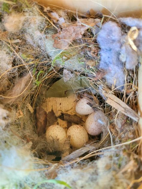 Tufted Titmouse eggs : r/BirdNests