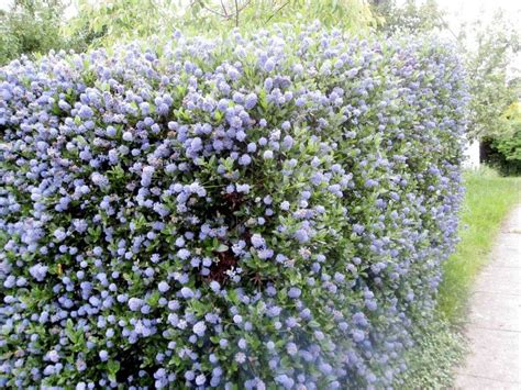 ดอกไมสฟา Ceanothus thysiflorus