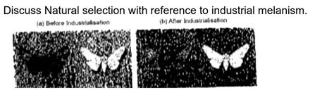 Industrial Melanism Is An Example Of A Natural Selection B Mutatio