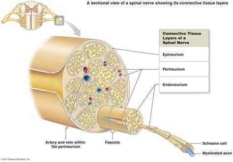 Peripheral Nerve Diagram Quizlet