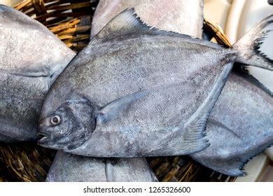 1 509 Fish Market Pomfret Images Stock Photos Vectors Shutterstock