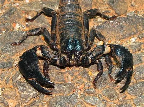 Scorpion Eyes: 7 Amazing Facts & Pictures You Should See | ThePetFAQ