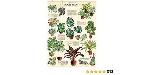 Cavallini Decorative Wrap Poster House Plants X Inch Italian