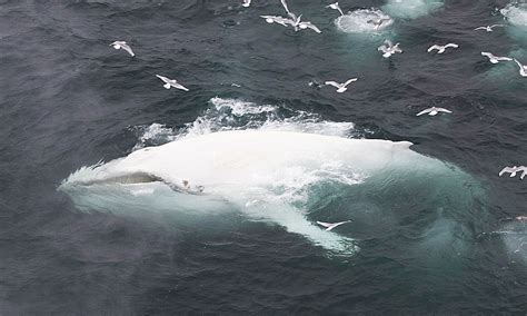 Rare White Humpback Whale Spotted Off The Coast Of Norway Daily Mail