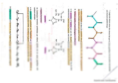 Solution Biochimie Structurale Les Peptides Studypool