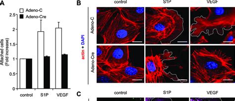 Primary Endothelial Cells With Rac Excision Display Reduction In