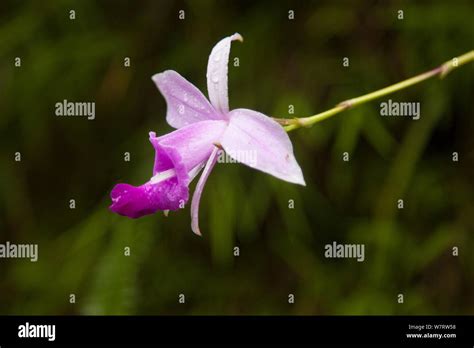 Bamboo Orchid Arundina Graminifolia In Flower Sikkim India Stock