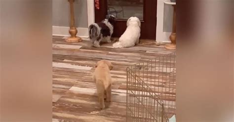 TikTok Viral Perrito Aprovecha El Descuido De Sus Amigos Y Los