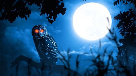 The Spiritual Meaning of an Owl Hooting at Night: Unveiling Its ...