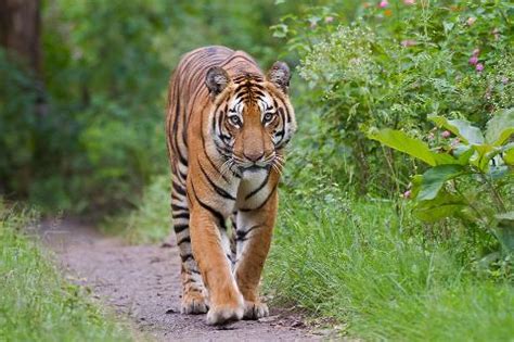 Vanishing Wonders: The Top Most Endangered Animals in India