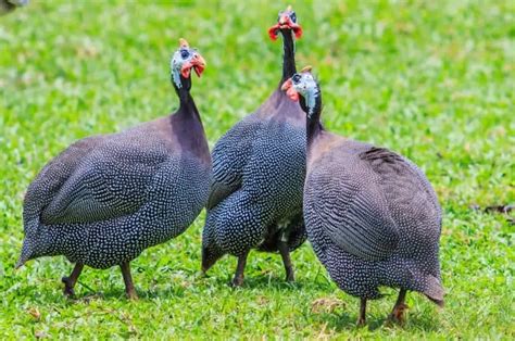 How Many Guinea Fowl Should You Get Well Whats Their Purpose