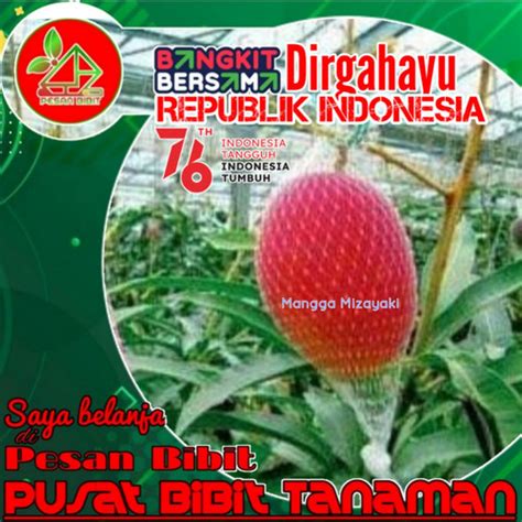 Jual Bibit Pohon Mangga Miyazaki Jepang Kondisi Berbunga Tinggi 70