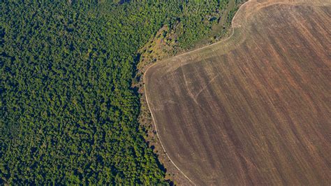 La Crisis Por La Deforestación Del Amazonas Una Crítica Situación Que