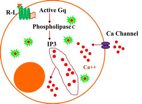 A New Robust Fluorescent Calcium Indicator For Ca2 Flux Assays In