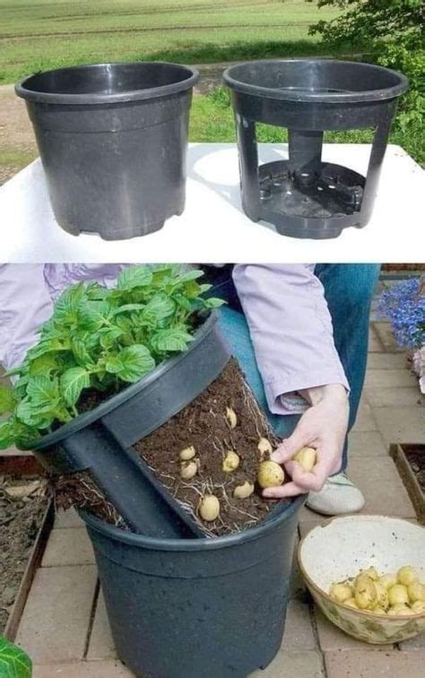 Techniques Pour Cultiver R Colter Des Pommes De Terres Au Jardin