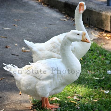 Chinese Geese Photo. Wildlife Photography. Bird Wall Decor. Bird ...