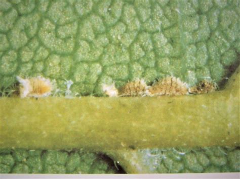 Autumn Pest Review Soft Scales Leafminers Aphids Mites Adelgids