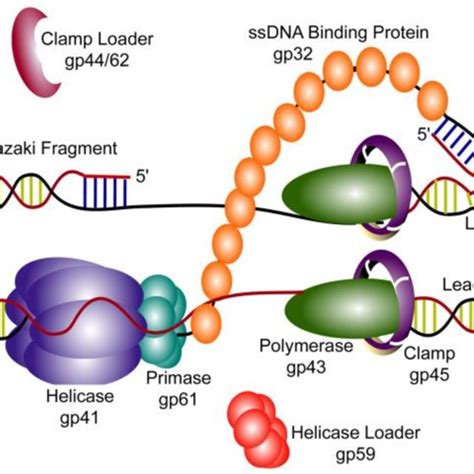 Pdf Coordinated Dna Replication By The Bacteriophage T4 Replisome