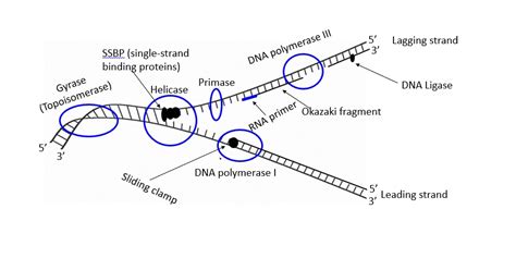 SOLVED Lagging Strand Polymerase SSBP Single Strand DNA Binding