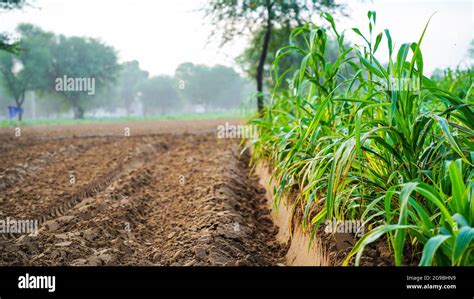 Jowar Grain Or Sorghum Crop Farm Over Morning Sky Background Stock