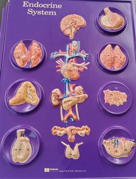 Endocrine System Labeling Diagram | Quizlet