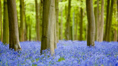 Best Bluebell Woods Liverpool To Explore