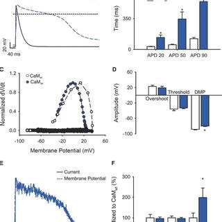 Morphology Of Live Ventricular Cardiomyocytes From The Varanid Lizard