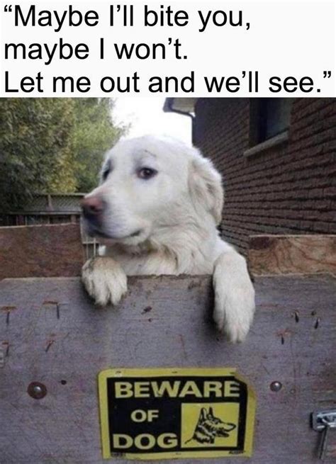 Beware Dogs Know Your Meme